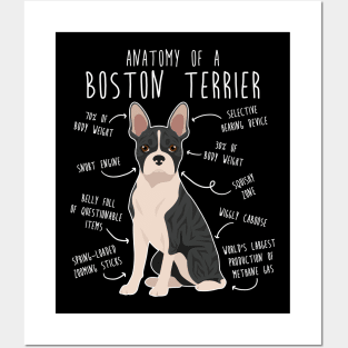 Black Brindle Boston Terrier Dog Anatomy Posters and Art